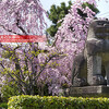 桜の智積院