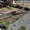 シャインマスカットの定植と花壇通路の除草