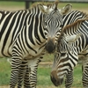 秋吉台自然動物公園サファリランド　山口県美祢市美東町赤