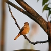 2021.11.20　河川敷・今日の野鳥たち....11選