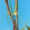 Dendrobium tetragonum fma. album