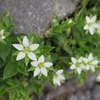 2016年7月16日 鳥海山（日帰り？）