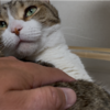 ゴロゴロするきなこもち特集74