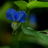 ツユクサ:露草　鴨頭草　月草　鴨跖草　碧嬋花