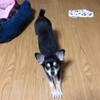 まろにー1256日目
