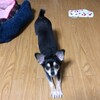 まろにー1256日目