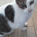 Skypeオンライン英会話を試してみたよ！動画つき