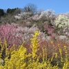 花見山