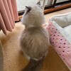 ふくちゃんが棚から落ちたこと、ふくちゃんのしっぽを踏んでしまったこと