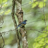 富士山五合目付近の野鳥たち（ルリビタキ）