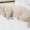 シュウ酸カルシウム検出