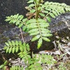 庭に山椒の木がまた生えてきた