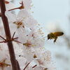 桜にやってきたミツバチ