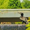 万博公園ルピナス撮影でしたが・・・