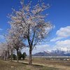 魚沼丘陵の桜