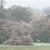 桜と雪