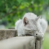 猫は気まぐれ