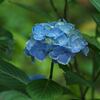 神代植物公園のアジサイ3