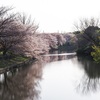 公園の野鳥達（３月３１日）