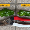 1年生と2年生ピーマンの育ち方