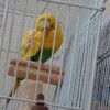 インコの耳かき？可愛すぎる(#^.^#)