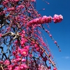 偶然の枝垂れ梅祭りになりにけり😆