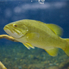 コクチバス Micropterus dolomieu dolomieu