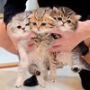 可愛いネコちゃんシリーズー1・・・