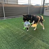 黒柴 🐶 つん