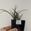 ユッカ ペリクローサの植え替え