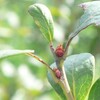 ブルーベリー早生の花芽　草取り　カラオケ