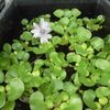 ホテイソウの花とヒマワリの花