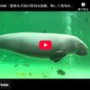 僕の聖地でもあり天国でもある鳥羽水族館で半日を過ごした僕＠三重県鳥羽市