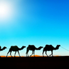 Camel の開発ツール - Camel JBang (Camel CLI) のご紹介 （２）