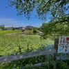 妙参寺沼（群馬県太田）