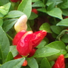 【植物の花の写真】五色とうがらし；ナス科 Capsicum annuum var. conoides；Solanaceae 2018年9月23日（日）鹿児島市