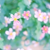 家族のやり直しをしているのかも知れない