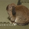 野菜を収穫する