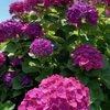 峠の紫陽花を見にいく（２）