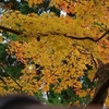 三次市鳳源寺の紅葉、55-300ｍｍ　2019.11.16