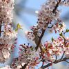 花散らしとかくれんぼ・一休み・帽子・桜のイマ・・・