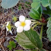 イチゴの花の狂い咲き