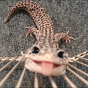 ハチュクリほぼほぼ日誌〜爬虫類飼育×インテリア〜