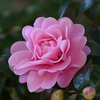 山茶花