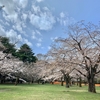 コロナ禍の代々木公園の桜