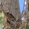 コマツグミ(American Robin)など