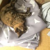 サ高住①