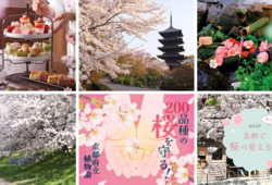 【京都・桜2025】穴場のお花見スポット、グルメ、桜のお守りも！京都の春を楽しむための特選記事
