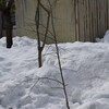 雪害報告