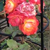 薔薇20241226
